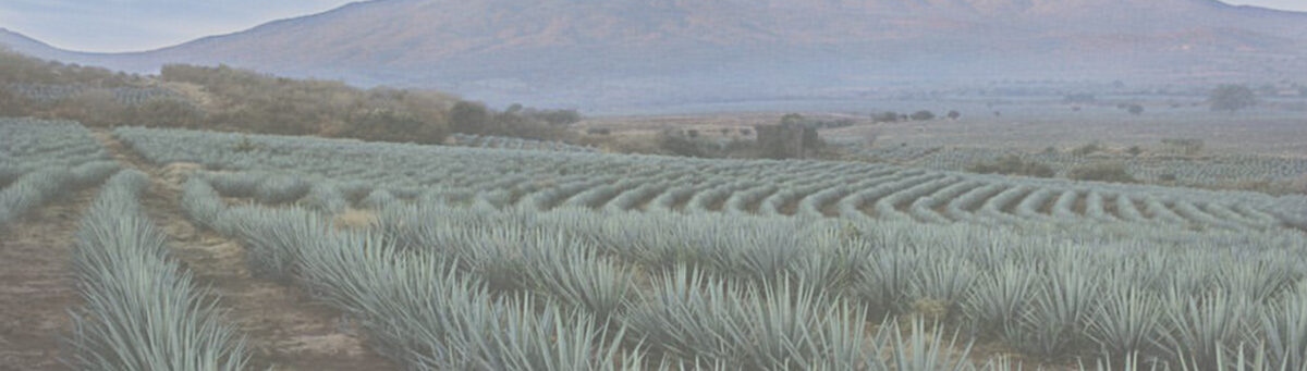 Mezcal