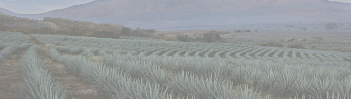 Mezcal